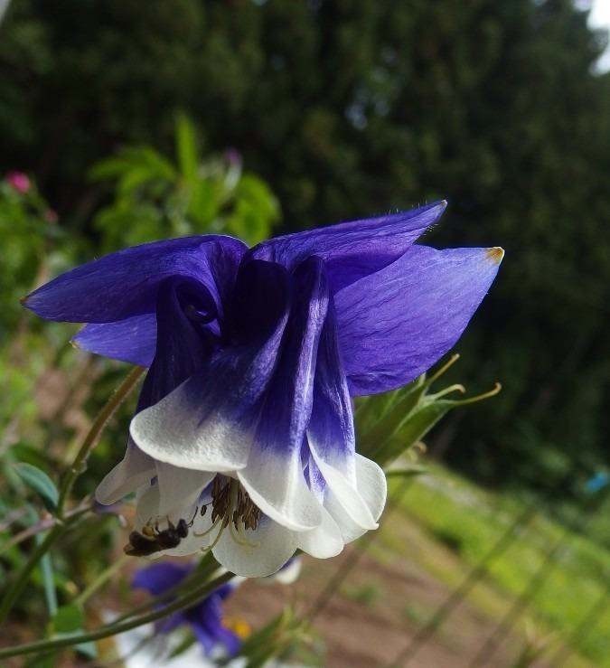 ※五行歌　六首連作「青い　オダマキの花に」