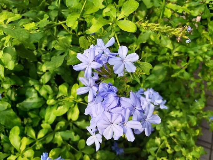 伴侶 ―ルリマツリ