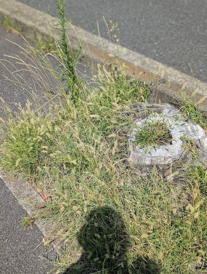 拝啓 アトムの木