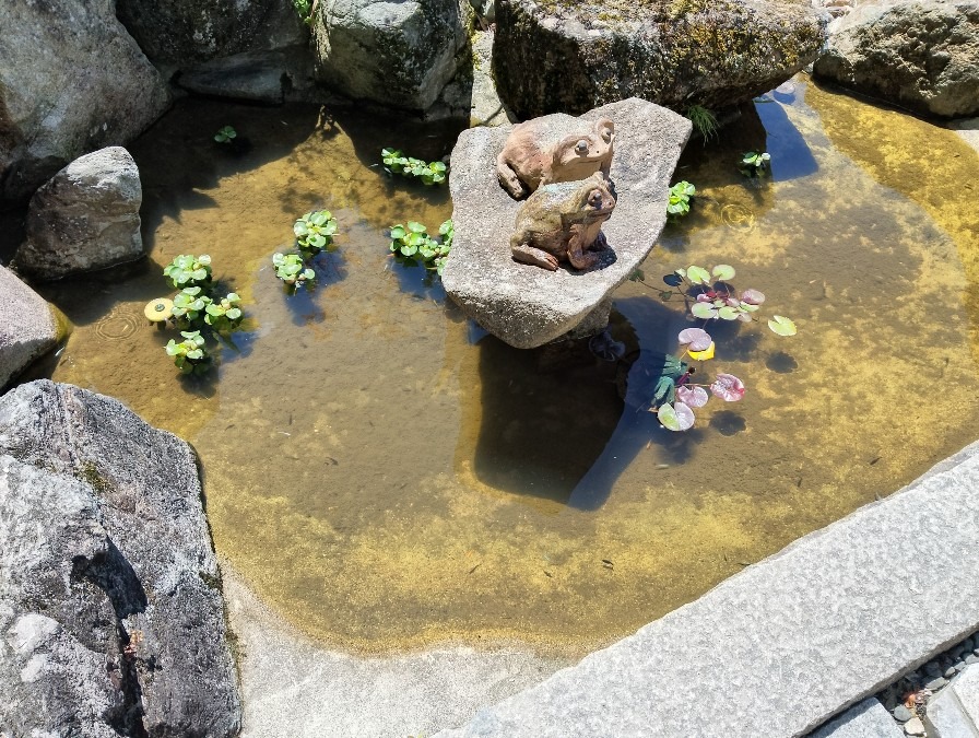 夫婦蛙