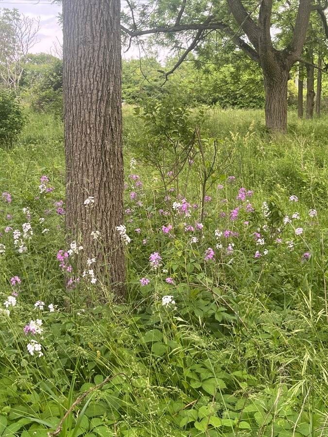 徳つらら女ヶ原
