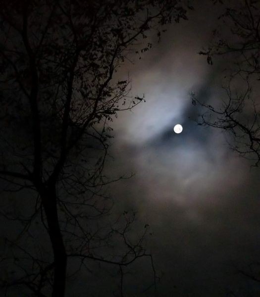 恋をなくした乙女子の