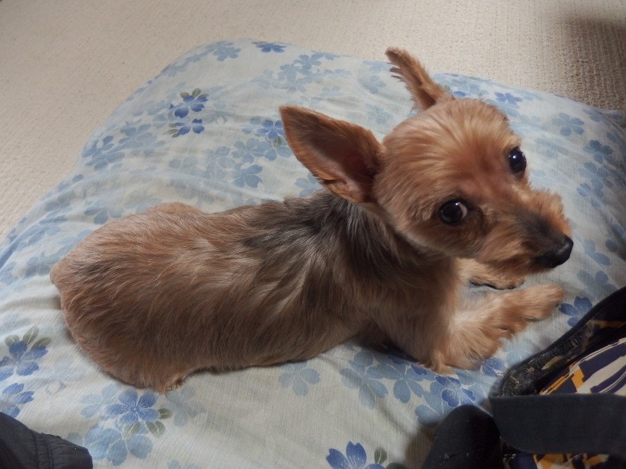 ※五行歌 二首「ありがとう いのちよ」