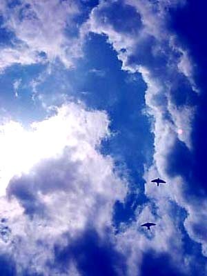 ※五行歌　二首「絶対に死ねないと」