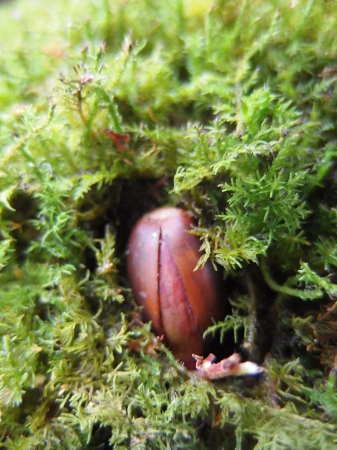 五行歌　八首「命のために」※（音楽付き）