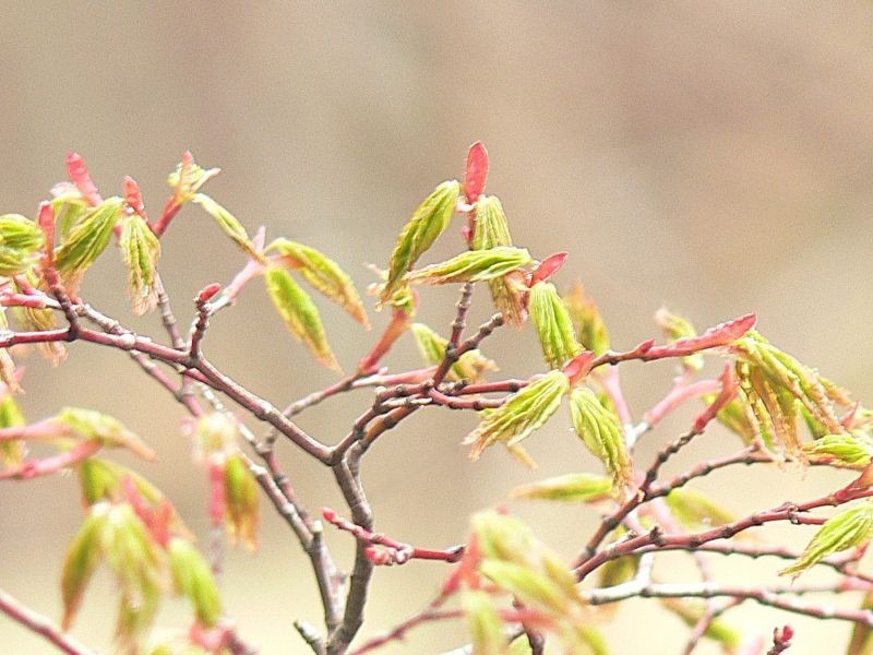 春もみじ