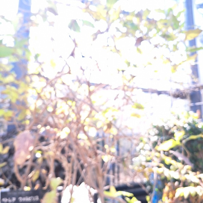 美しい日々