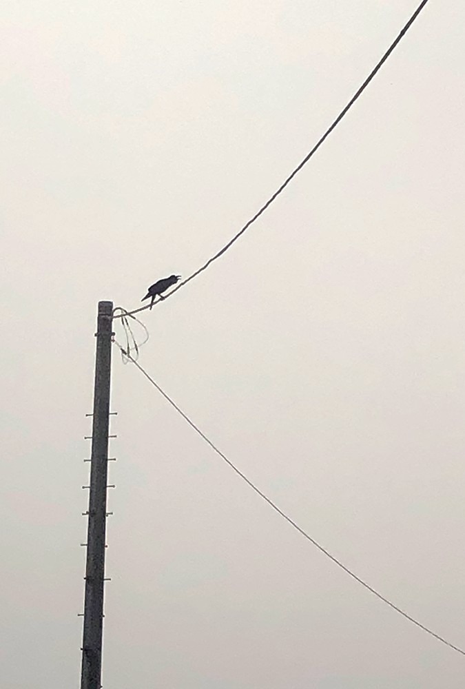 鳥は啼く