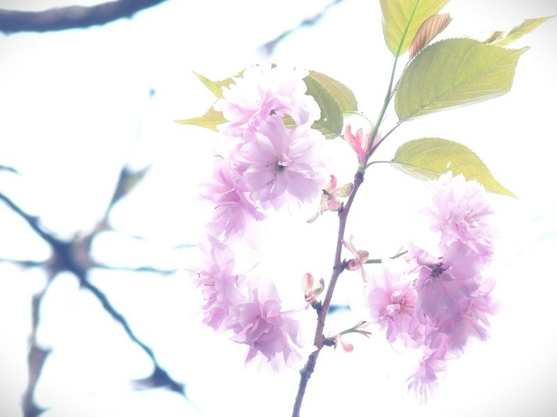 散春