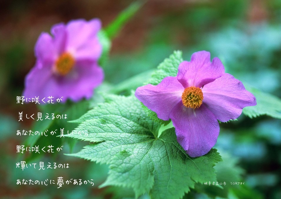 野に咲く花が