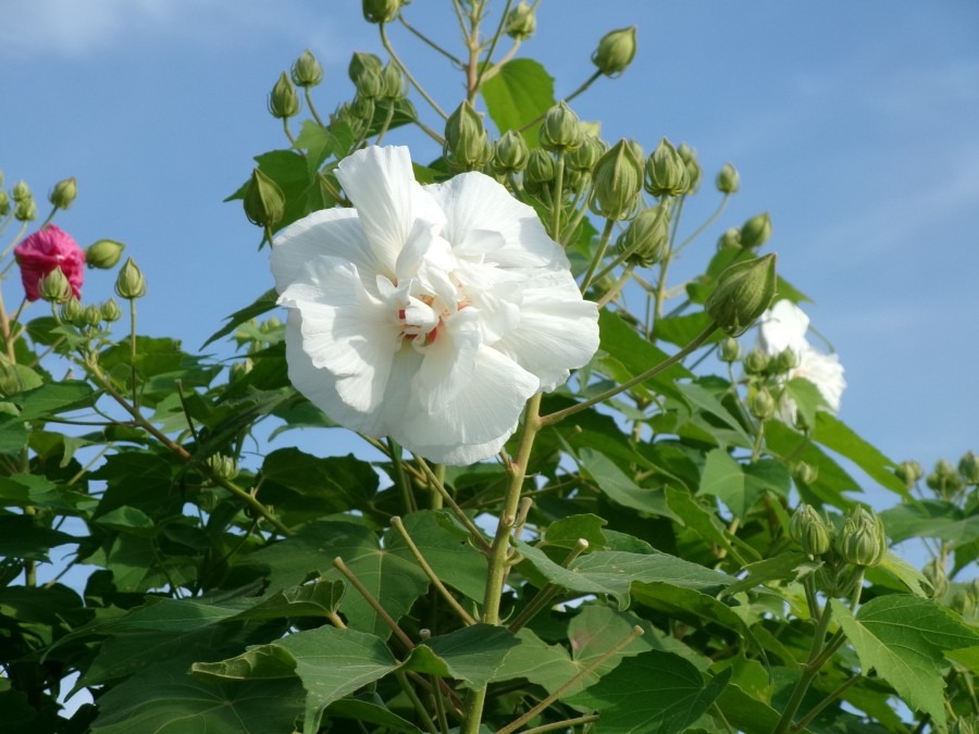 神皇正統記