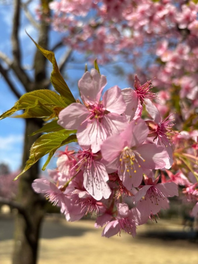桜の子