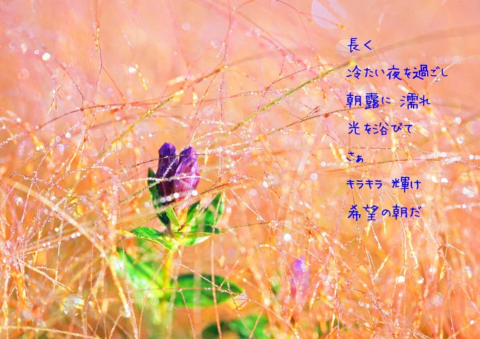 朝露に