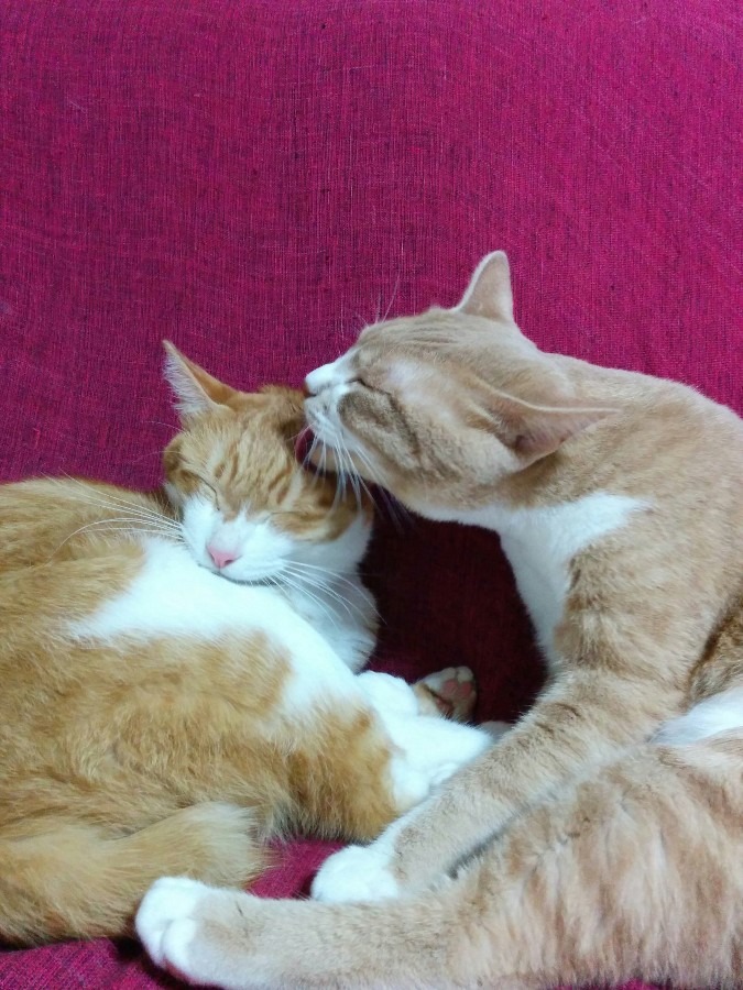 猫さん