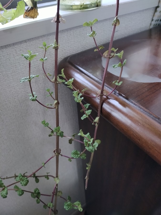 重力屈性