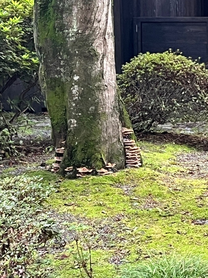 きのこ(栃木・福島旅行記5)