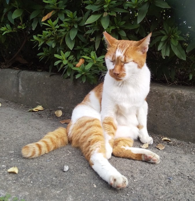 人間であった猫