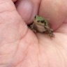 ノラスケ