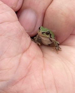 ノラスケ
