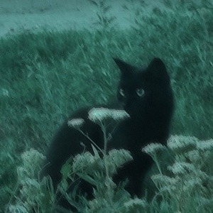 cats