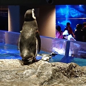 ユウ。