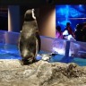 ユウ。