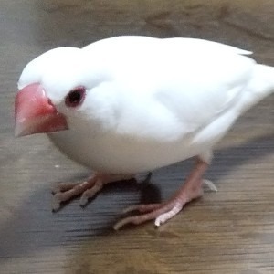 野鳥倶楽部