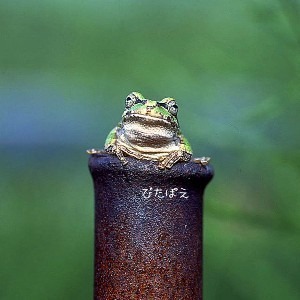 びたぽえ