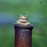 びたぽえ