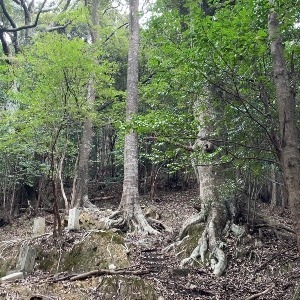 川紀こうき