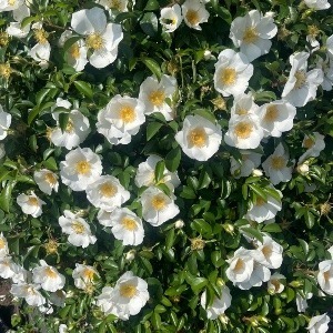 望月立華